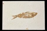 Bargain, Fossil Fish (Knightia) - Wyoming #89169-1